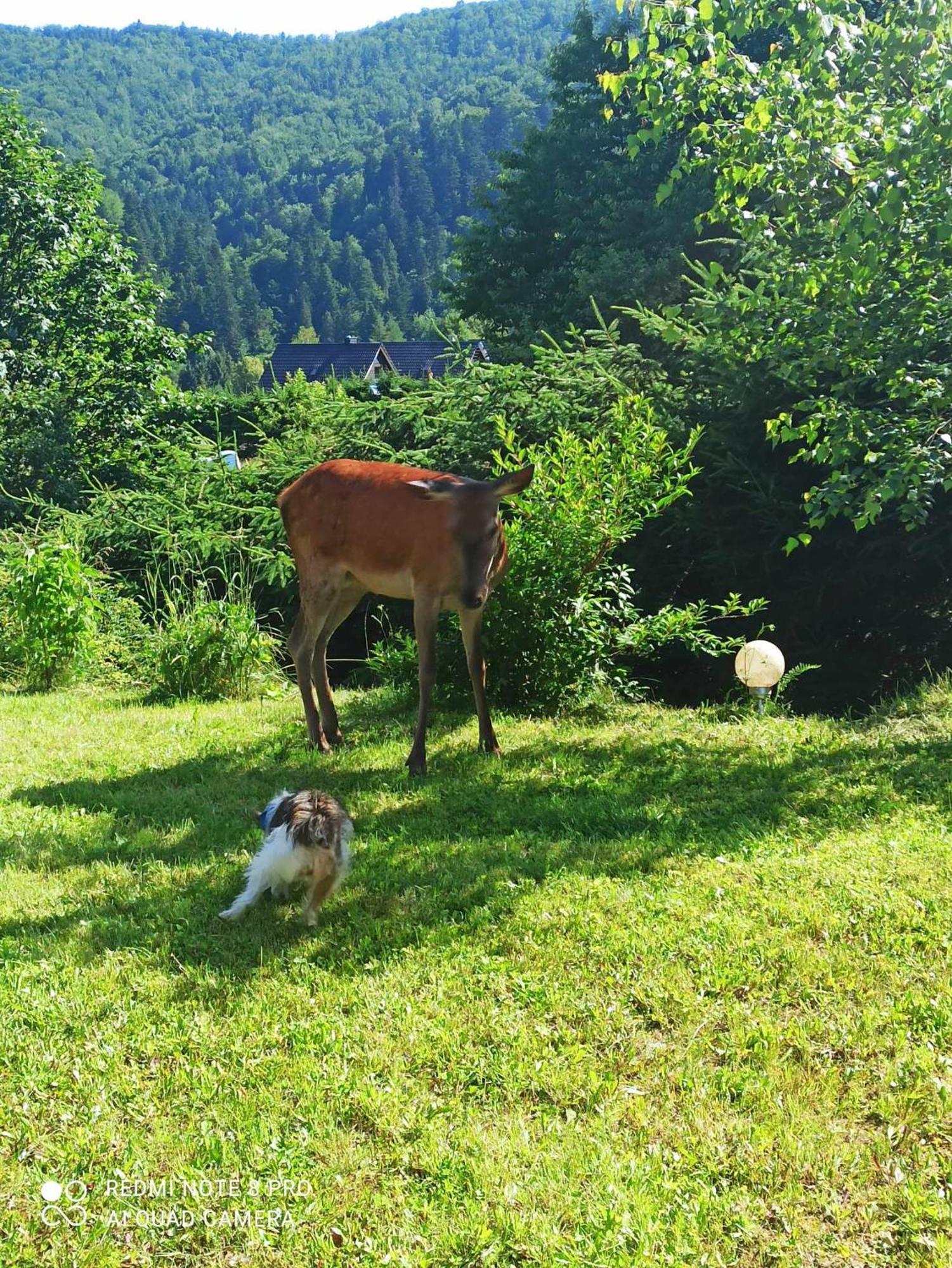 Alloggio in famiglia Zakatek Wloczykija Cisna