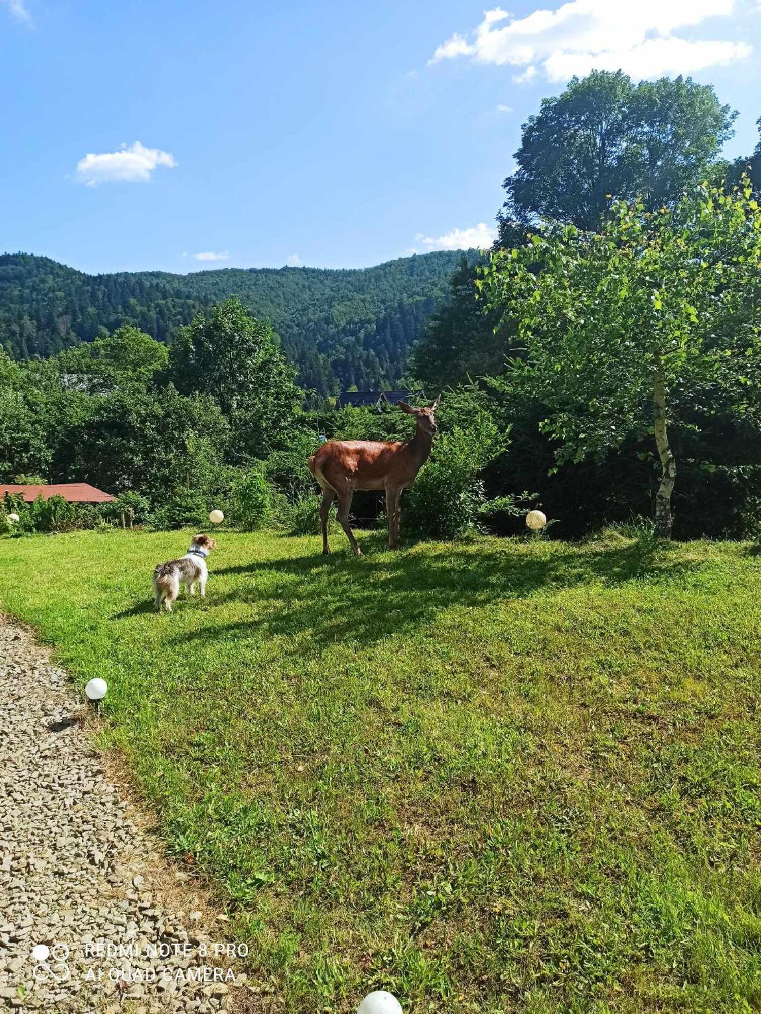 Zakatek Wloczykija Cisna