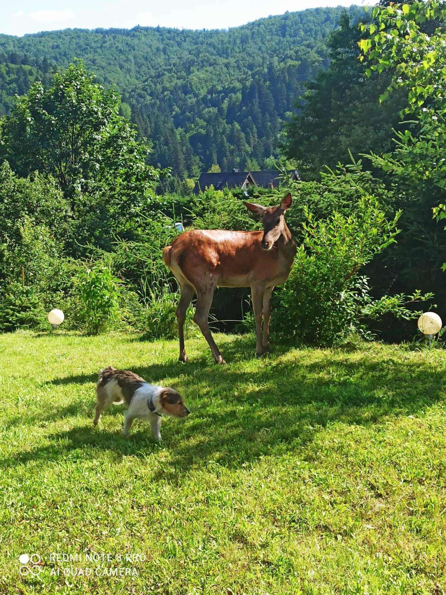 Alloggio in famiglia Zakatek Wloczykija *